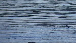 Human foot found near Ohio River prompts investigation
