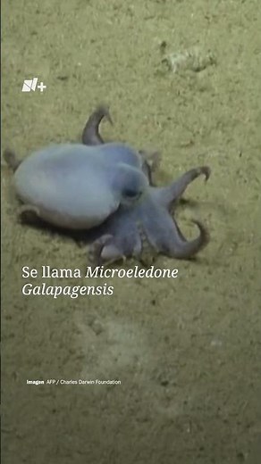 Así es el Pulpo Azul recién descubierto | N+