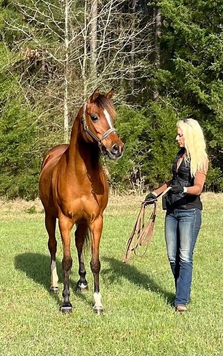 Arabian Horses for Sale | Horse Classifieds | HorseClicks