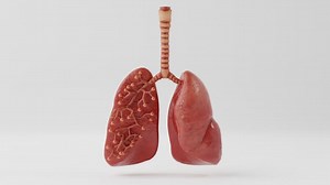 Human Lungs Augmented Reality (AR) 3D Model