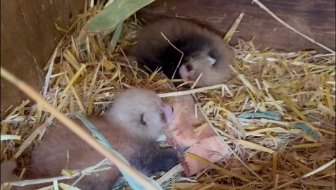 RAW VIDEO: Banham Zoo in East Anglia has had an incredibly adorable double arrival - red panda twins! 1/2
