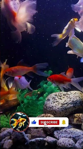 Aquarium Ambience 4K 🌊 | Relaxing Screensaver #4kscreensaver #aquariumfish #fish