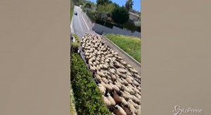 In Abruzzo riparte la transumanza, un imponente gregge attraversa la strada comunale