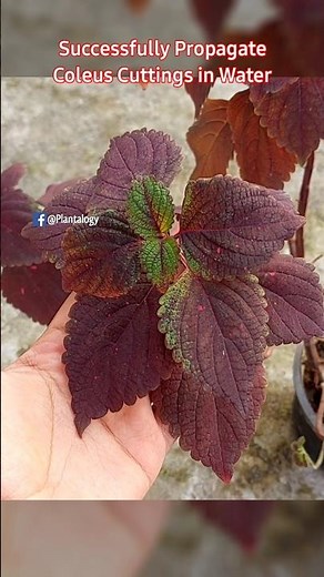Successfully Propagate Coleus Plant in Water from Cuttings - Coleus Plant Propagation