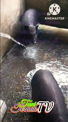 Pakan Babi Cepat Gemuk