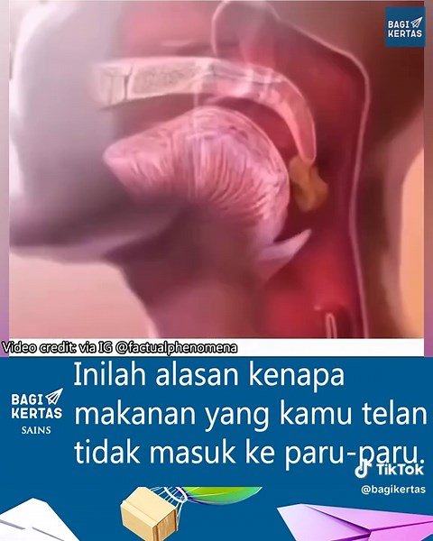 Fungsi dan Struktur Epiglotis dalam Proses Menelan