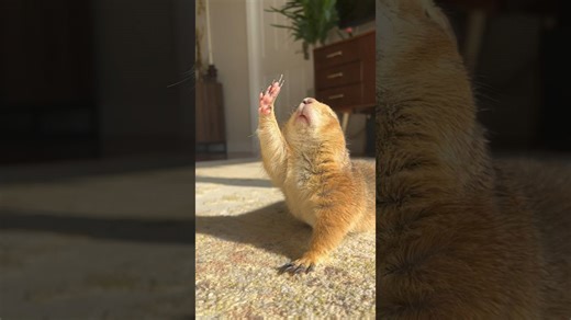 Golden Hour Stretches From a Flexible Prairie Dog