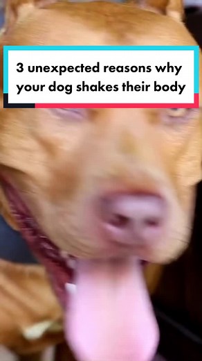 TikTok - Make Your Day