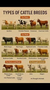 228K views · 409 reactions | TYPES OF Cattle BREEDS #CattleBreeds #DairyFarming #BeefCattle #SustainableFarming #AgricultureLife #LivestockFarming #RanchLife #FarmingTechAndBusiness | Farming Tech& Business | Facebook
