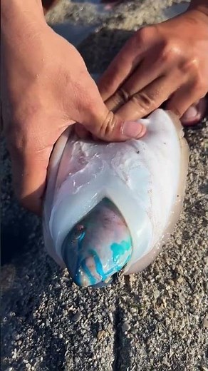 This Fish Has an Incredible Blue Head! 🐟💙