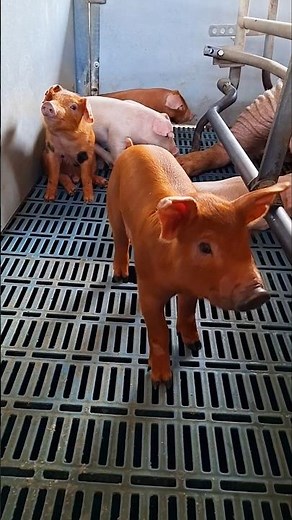 Why Oink Oink Happy Piglets Will Melt Your Heart!