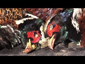 Hunting Wild Pheasants in Idaho