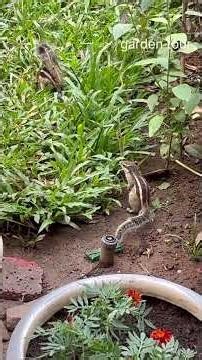 Squirrel baby 👶 Funny & Cute Squirrel Compilation | Cute Squirrel Moments You Can’t Miss |cute pets