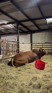 188K views · 60K reactions | It’s been too long #follow #farming #farm #simonedawson #simone #limousinbull #bull #bigfella #biglad #bigbull | Simone Dawson | Facebook