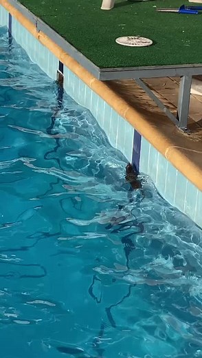Summer Fun at the Swimming Pool: Young Men Diving In