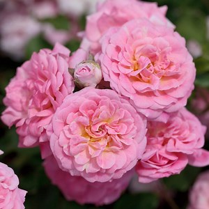 Sweet Drift® Rose