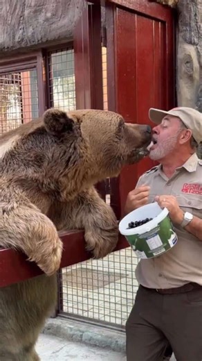 I probably shouldn't growl when I'm Teddy the Eurasian brown bear😅