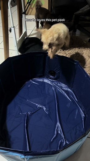 playtime!! bought this for the dogs so they can swim too on our outing this summer 🌊🤍