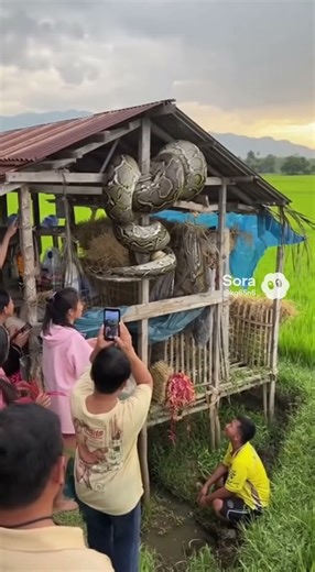 A snake came to strangle a chicken early in the morning. Whoever passes by and sees this, may you...