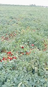 🌅tractor Cutting through dusk: Farmer’s final stand! 🌄 #HarvestHustle #FarmerStrong #FarmWork #WheatFarmer #FarmLifeDaily #FarmerDays #FarmerStrength #WoodWork #RuralLife | Hardworking Farmers