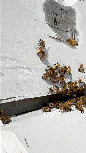 Honey Bees At Hive Four 🐝 | Gentle Buzzing | Relaxing Nature Sounds