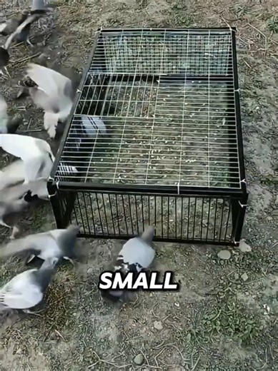 Innovative One-Way Bird Trap Techniques