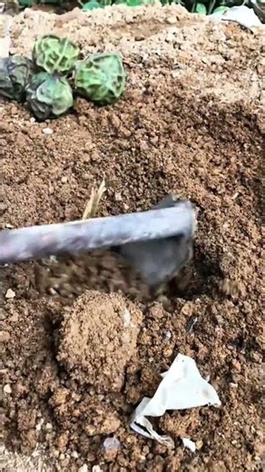 Small succulent plants newly planted in dry brown soil