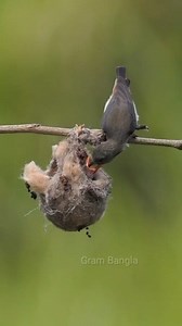 639K views · 10K reactions | Maa Ki Mamta 列 | Gram Bangla | Facebook