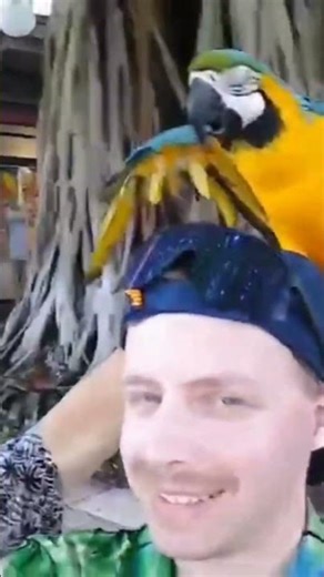 Ce perroquet🦜Ara m'a fait un câlin #perroquet #araararauna #vlogdevoyage