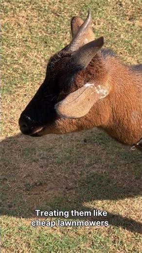 The Hidden Goat Secret That Multiplies Your Profits Fast! 🐐💰