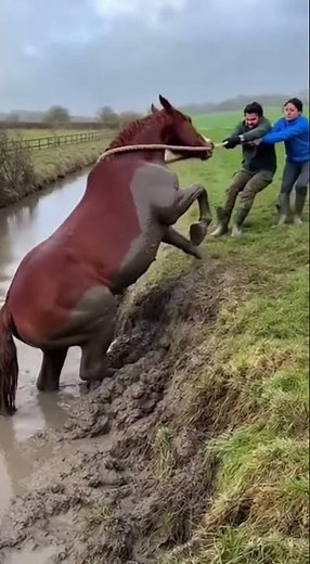Red Horse Stuck in Mud Rescued