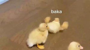 Baka baka🫨 | Anime Hay