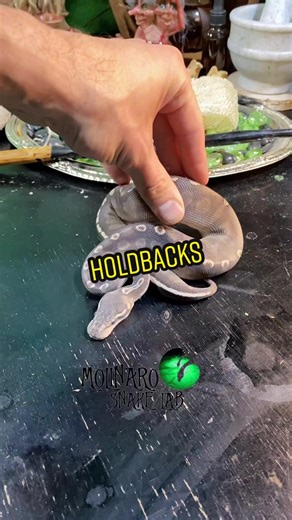 Ball Python Holdbacks for Future Breeding Projects