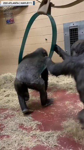 Two young gorillas swinging each other around on a swing #kids #playing