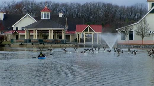 Chasing geese out of The Crossings of Colonie