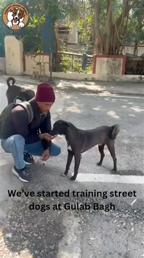 Support Strays Udaipur | Chandni Soni on Instagram: "We’ve started training street dogs at Gulab Bagh 🐾🤍 By teaching them basic commands, we help them stay calmer, understand people better, and live safely alongside the community. Understanding reduces fear—for both dogs and humans. If you’d like to learn, volunteer, and help train more dogs across the city, come join us. 📍 Location: Gulab Bagh ⏰ Time: Every day, 12–1 PM 📞 Contact: 6378669665 / 8107689949 Let’s work together to create a kind