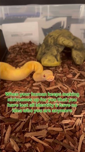 My Ball Python has lost all self identity and it’s all my fault😂🫶🐍