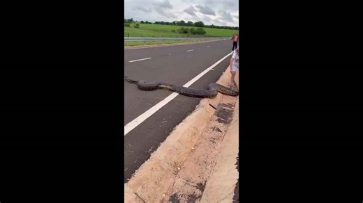 Brave drivers drag away anaconda blocking road in Brazil