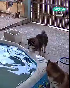 15M views · 6.4K reactions | Huskies are so mischievous! 藍 | Furry Tails | Facebook