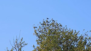 Download Many black ravens landing in tree crown as swarm of intelligent birds with cleverness in fairytale as common raven or corvus corax hunt with black wings as flying predators europe swarm intelligence for free
