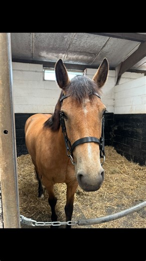 TOP CLASS ALLROUNDER/ PONY CLUB PONY TOFFEE 14.1hh 5yo Irish Sports Pony. A loving little mare with a heart of gold. Toffee has the kindest, most loving personality who just wants to be someone’s bestfriend. Very eye catching and a pleasure to ride. Her flatwork is beautiful and well established. Snaffle mouthed, never strong or silly. Forwards going but never sharp and is more of a leg on type. Straightforwards and uncomplicated ride. Prefers someone quiet that won’t flap around. Happy to step 