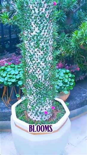 “Wait… White Baingan ! 😳🍆 Rare Plant You Must See!