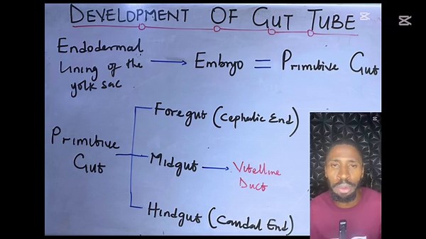 Development Of The Gut Tube Simplified | Foregut, Midgut, Hindgut Embryology Explained