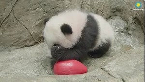 429K views · 49K reactions | ❤️ Giant panda cub Xiao Qi Ji’s curiosity about the world around him is growing. Pause for an inspirational moment with our adorable little explorer. ✏️READ THE STORY: https://s.si.edu/2LlRnl7. . . . #PandaStory #PandaCubdates | Smithsonian’s National Zoo and Conservation Biology Institute | Facebook