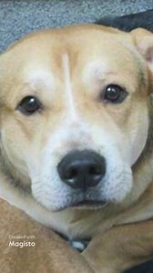 Happy update, Judy and Rudy are alive and safe! Rescued by PUPS, Peninsula Unwanted Pets 5/11/24 😊 To honor your pledge or make a donation use one of the following methods. Paypal or zelle pupsrescueak@aol.com Peninsula Unwanted Pets PUPS 28751 Seward Hwy. seward ak 99664 Thank you ♥️ Judy is HIGH RISK and her mate Rudy is EUTH LISTED!!! They want to make it out alive, together. Please share and pledges are welcome, a rescue will incur more costs with 2 dogs. SAVE JUDY AND RUDY!!! A1864336 Judy