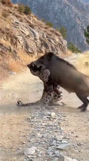 Leopard Attacking Giant Wild Boar: Intense Wildlife Encounter! 🐾