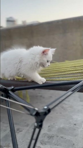 Beautiful blue eyes kitten white
