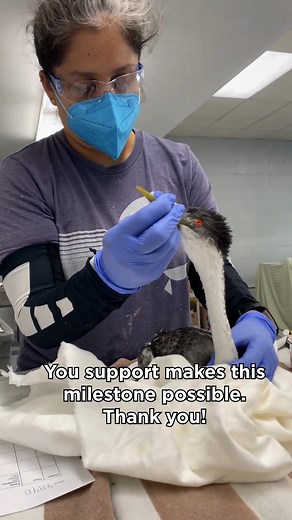 All the birds are washed — a huge milestone worth celebrating! 🎉 Now our team is focused on conditioning and identifying which birds will need surgery before they can be released. Every day of care is possible thanks to your support. The work isn’t over yet — thank you for standing with these birds. | International Bird Rescue