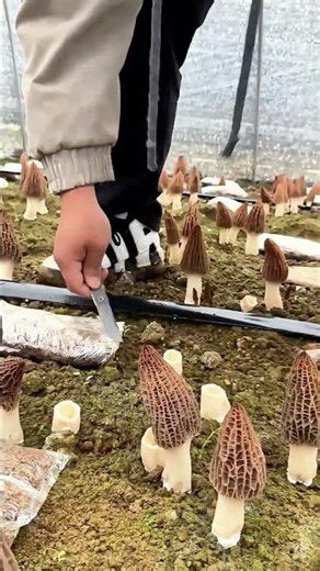 Harvesting Morels : Only Cut the Top