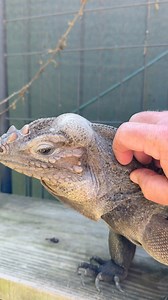 131K views · 6.9K reactions | Rhinoceros Iguana: Giant Affectionate Puppy-Lizard 年 ❤️ | Garden State Tortoise | Facebook